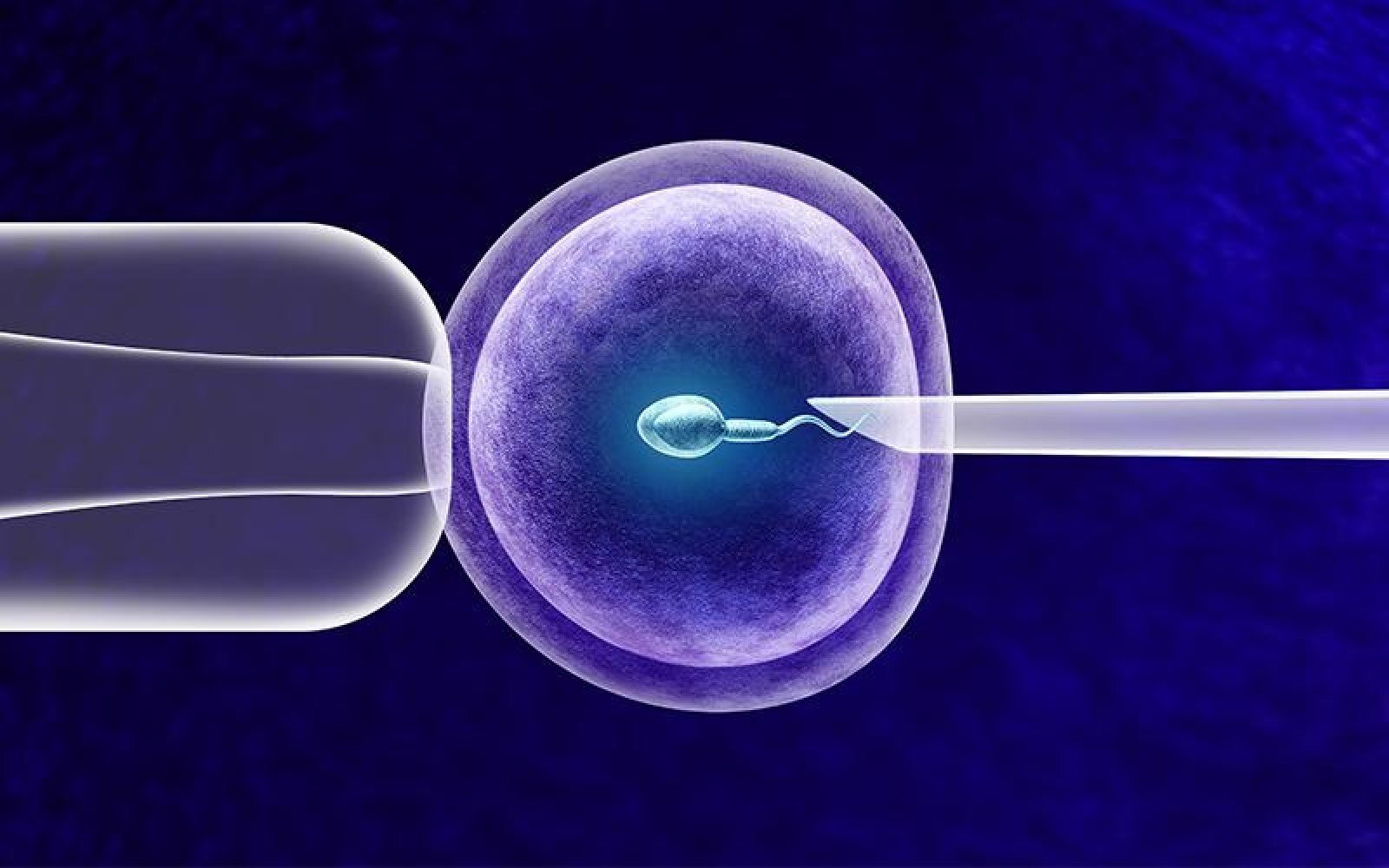 Uma Abordagem Focada no Desenvolvimento Folicular e na Fertilização In Vitro